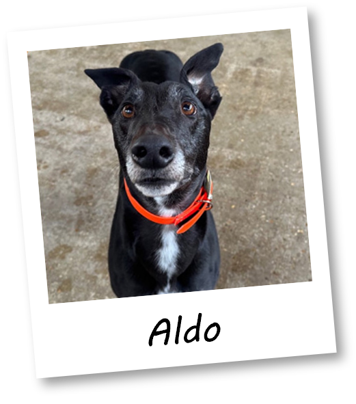 Aldo