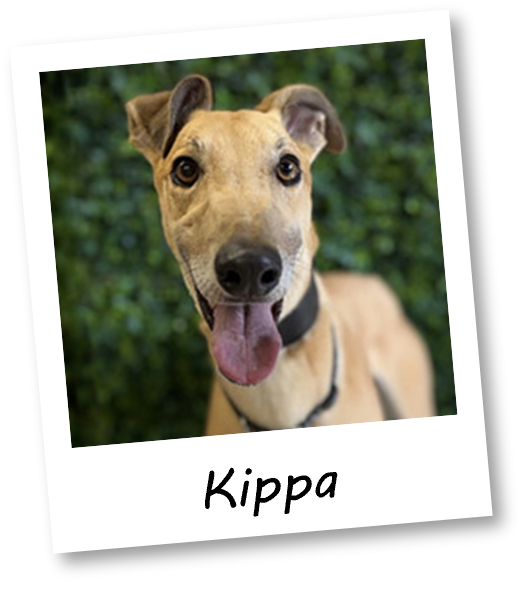 Kippa
