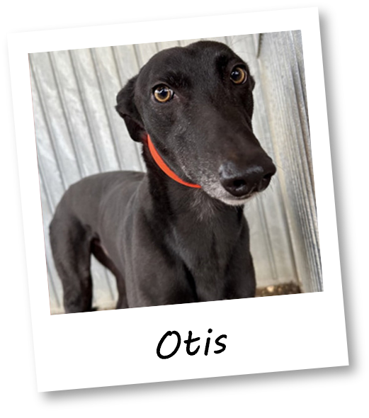 Otis