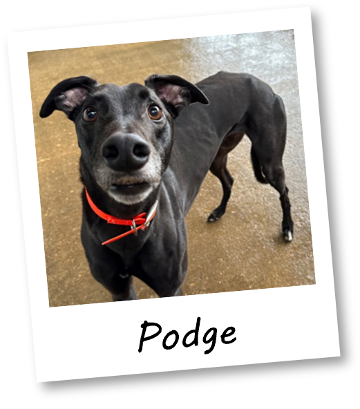 Podge