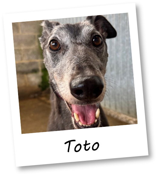 Toto